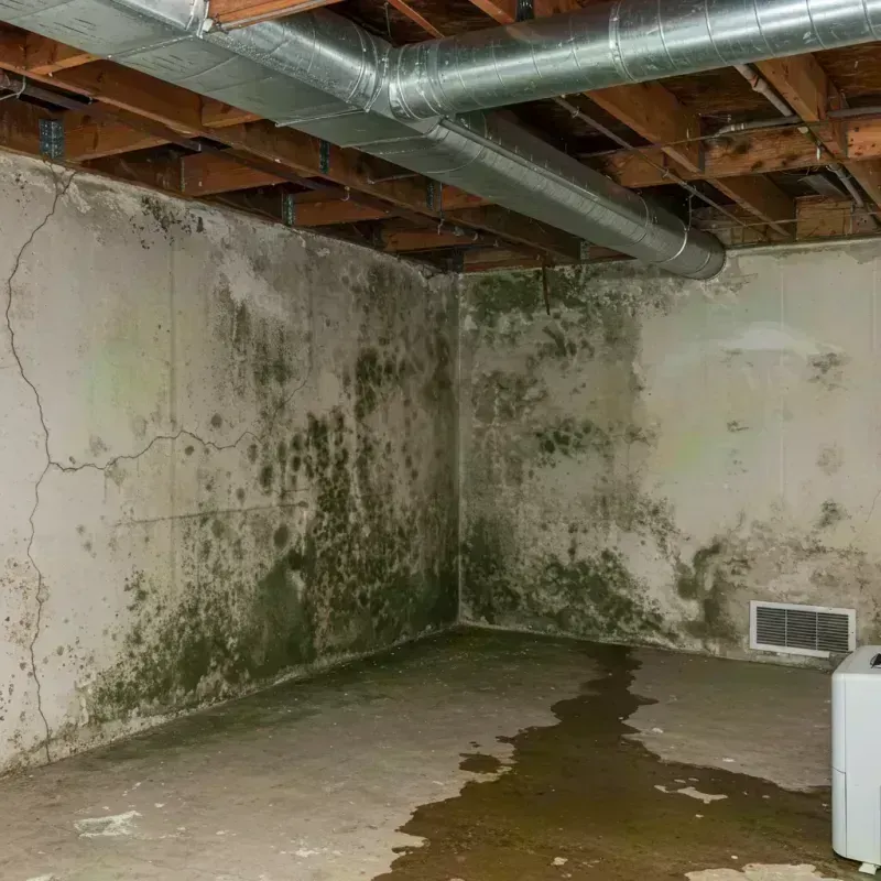 Professional Mold Removal in West Lake Sammamish, WA